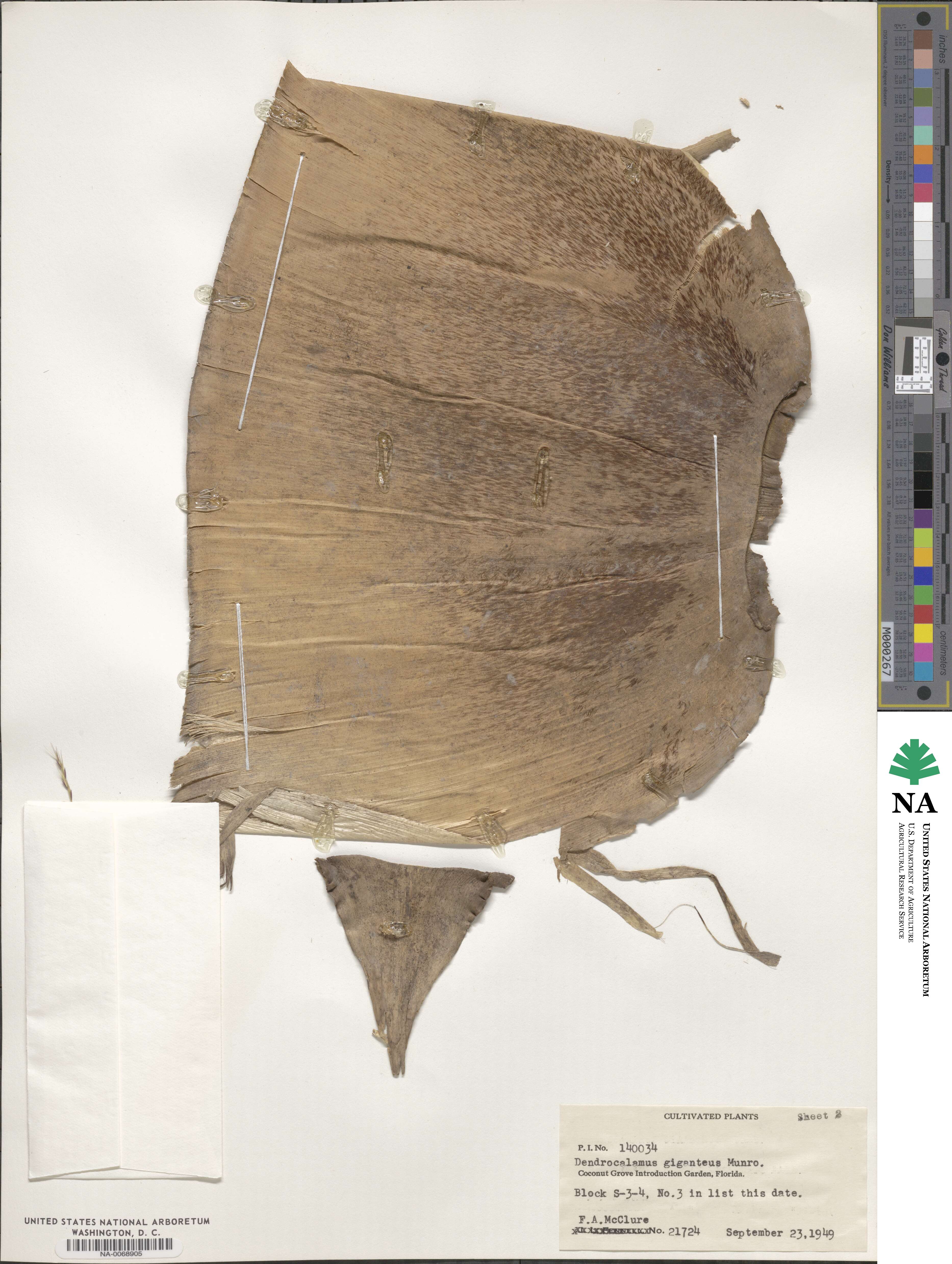 Dendrocalamus giganteus image