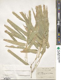 Dendrocalamus membranaceus image