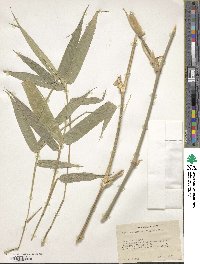 Image of Dendrocalamus merrillianus