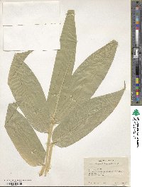 Dendrocalamus sikkimensis image