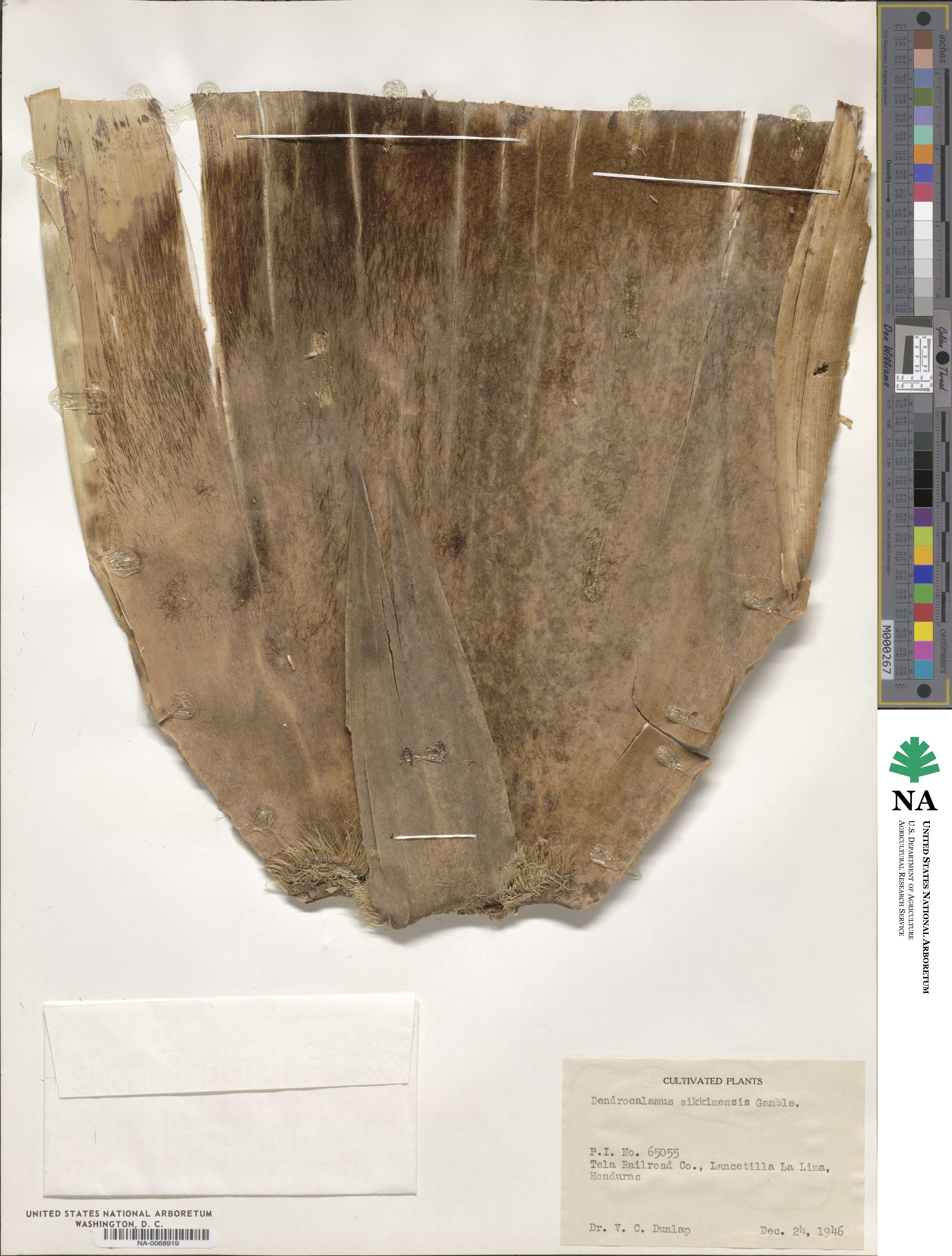 Dendrocalamus sikkimensis image