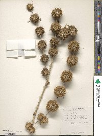 Dendrocalamus strictus image