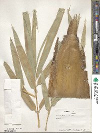 Dendrocalamus strictus image