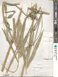 Dendrocalamus strictus image