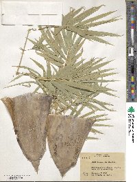 Dendrocalamus strictus image