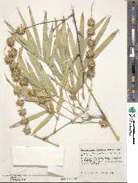 Dendrocalamus strictus image