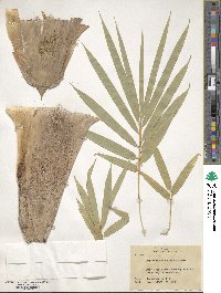 Dendrocalamus strictus image