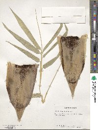 Dendrocalamus strictus image