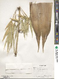 Dendrocalamus strictus image