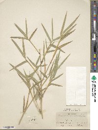 Dendrocalamus strictus image