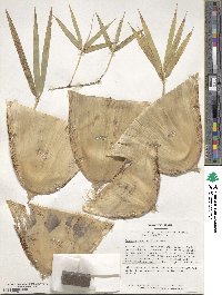 Dendrocalamus strictus image