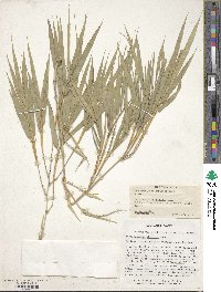 Dendrocalamus strictus image