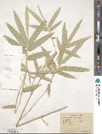 Dendrocalamus strictus image