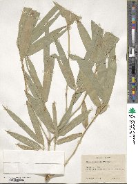 Dendrocalamus strictus image