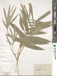 Dendrocalamus strictus image