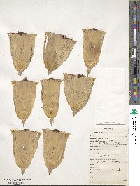 Dendrocalamus strictus image