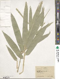 Dendrocalamus strictus image