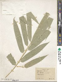 Dendrocalamus strictus image