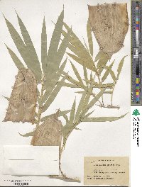 Dendrocalamus strictus image