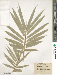 Dendrocalamus strictus image