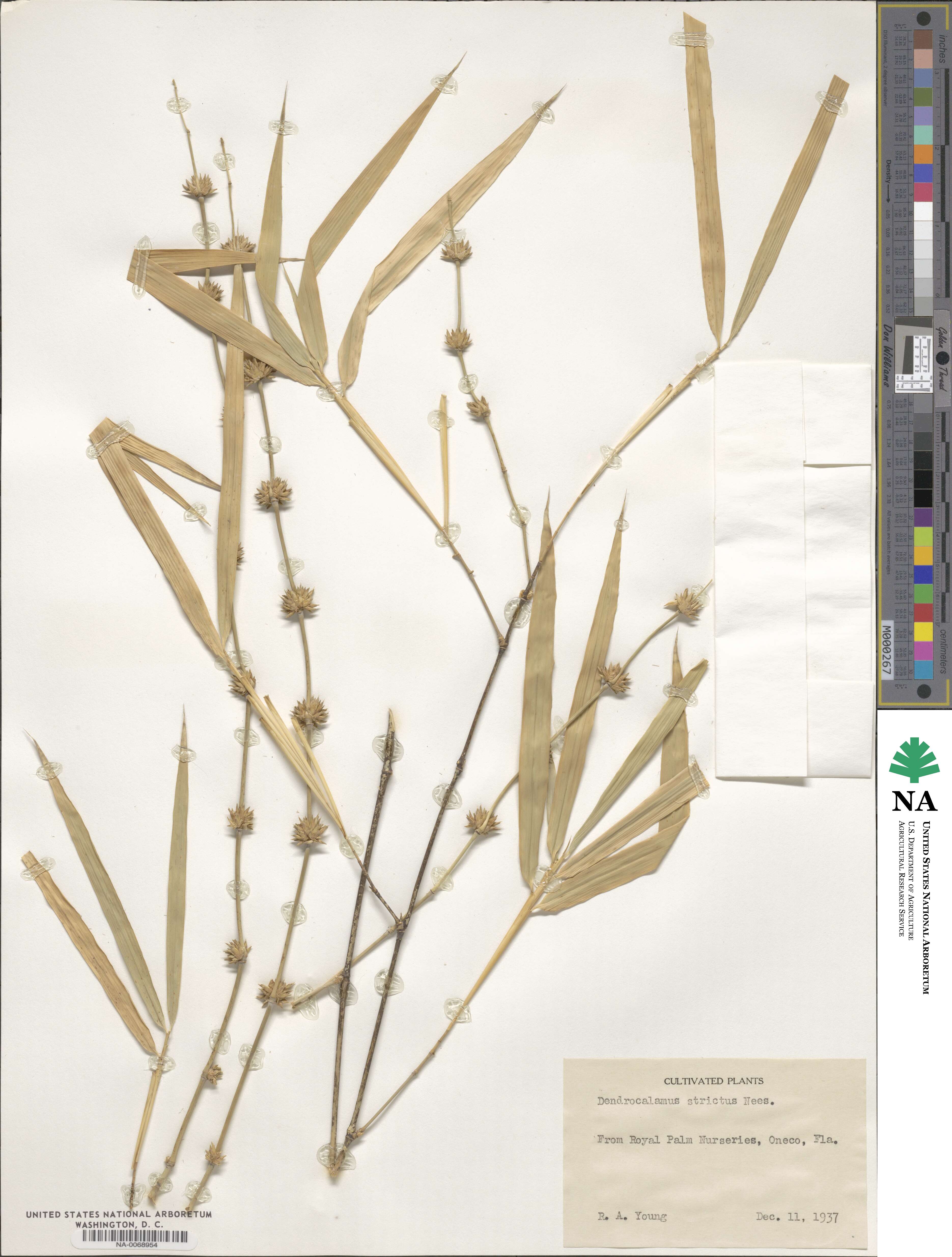 Dendrocalamus image