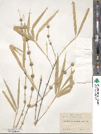 Dendrocalamus strictus image