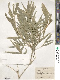 Dendrocalamus strictus image