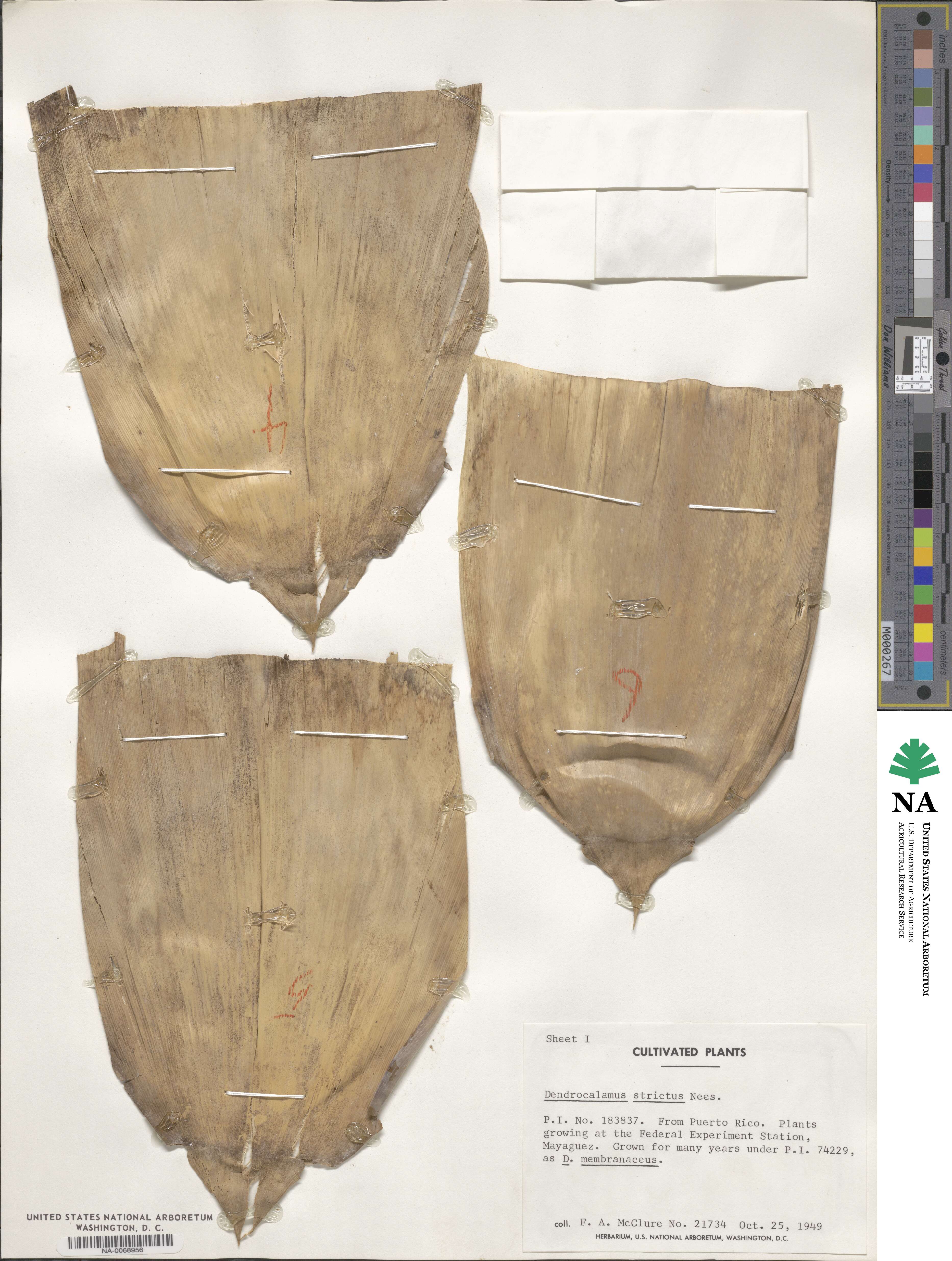 Dendrocalamus strictus image