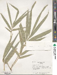 Dendrocalamus strictus image