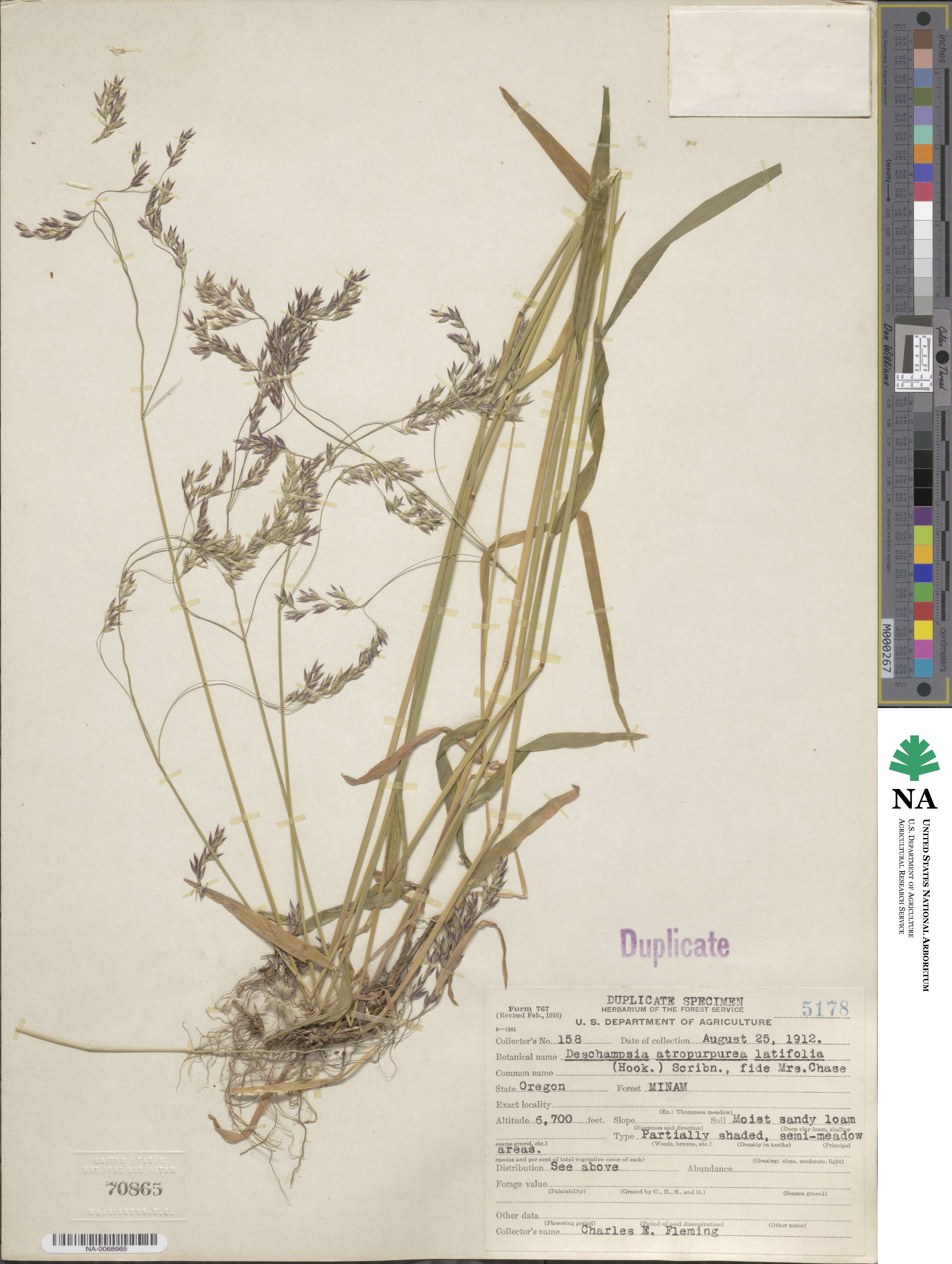 Vahlodea atropurpurea image