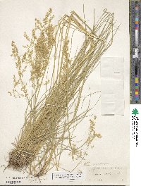 Deschampsia cespitosa image