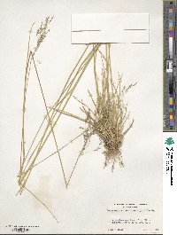 Deschampsia cespitosa image