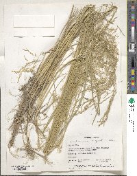 Deschampsia cespitosa image