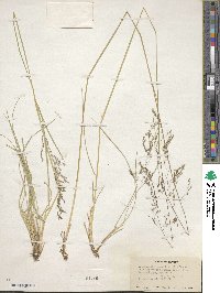 Deschampsia cespitosa image