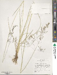 Deschampsia cespitosa image