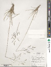 Deschampsia cespitosa image