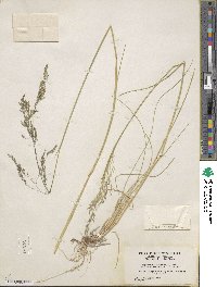 Deschampsia cespitosa image