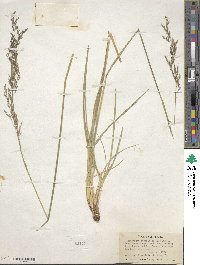 Deschampsia cespitosa image