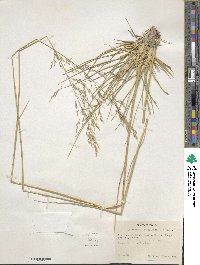 Deschampsia cespitosa image