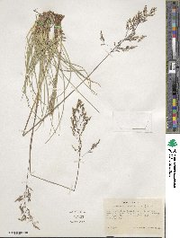 Deschampsia cespitosa image