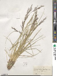 Deschampsia cespitosa image