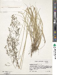 Deschampsia cespitosa image