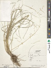 Deschampsia cespitosa image