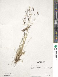 Deschampsia cespitosa image