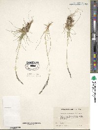 Deschampsia cespitosa image