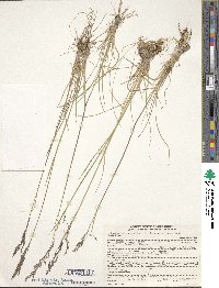 Deschampsia cespitosa image