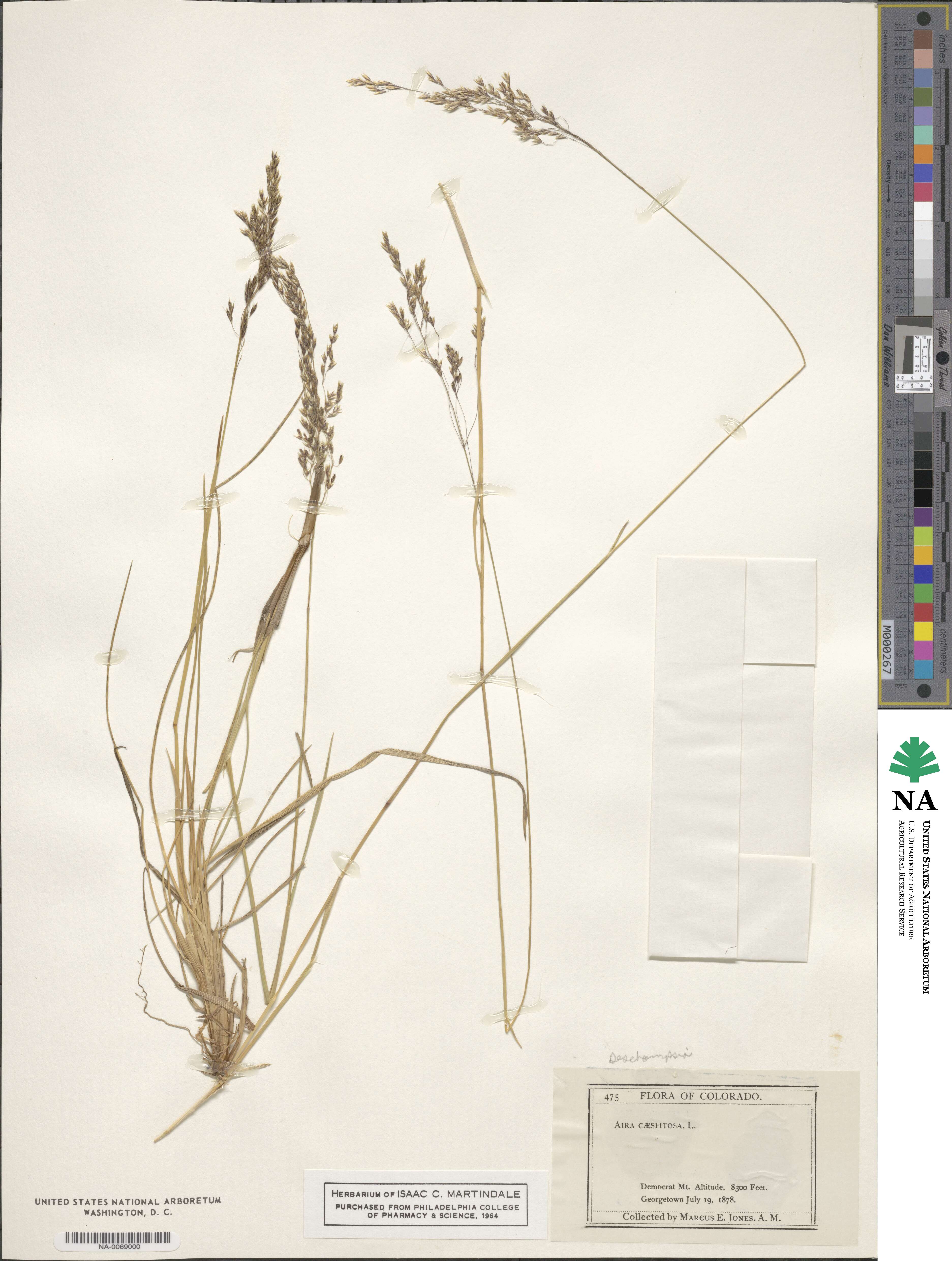 Deschampsia cespitosa image