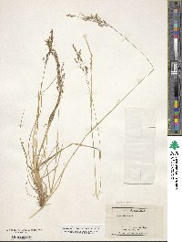 Deschampsia cespitosa image