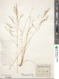 Deschampsia cespitosa image