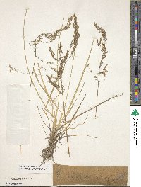 Deschampsia cespitosa image